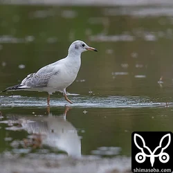 ユリカモメ