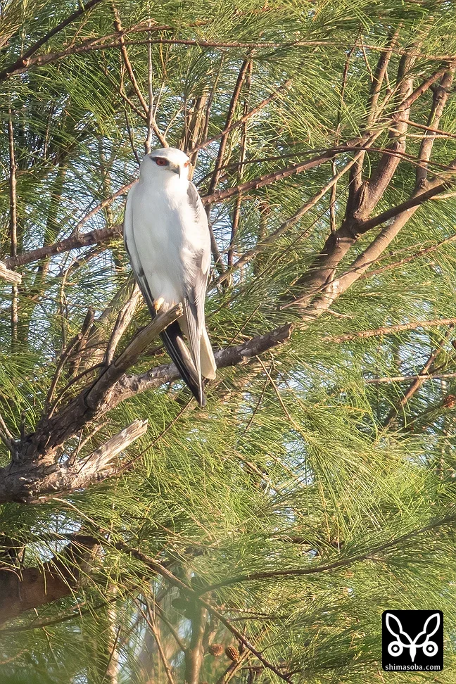 カタグロトビ