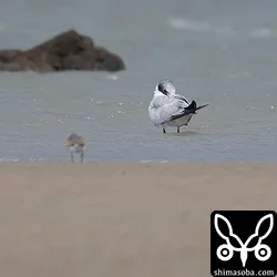 オニアジサシ