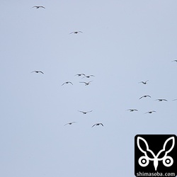 ここには21羽のダイシャクシギが写っていますが、全部で30羽ほどいました。