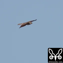 干潟の鳥を飛ばした張本人。