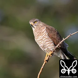 こちらもサシバのメス成鳥。同ポイントの暗色型サシバは一瞬姿を見せただけで林内に入ってしまいました。