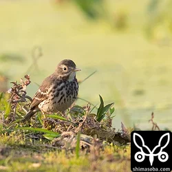 タヒバリ