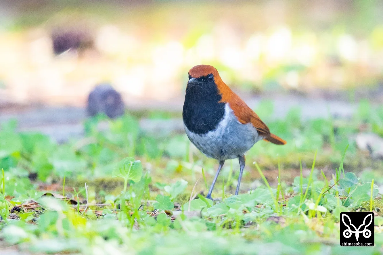 ホントウアカヒゲ