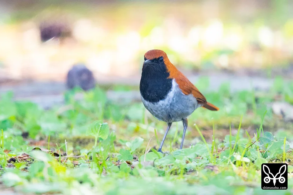 ホントウアカヒゲ