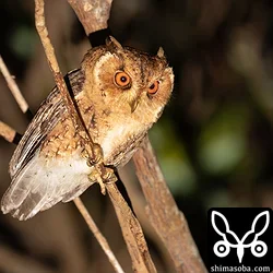 やんばるでリュウキュウオオコノハズク、ホントウアカヒゲなど