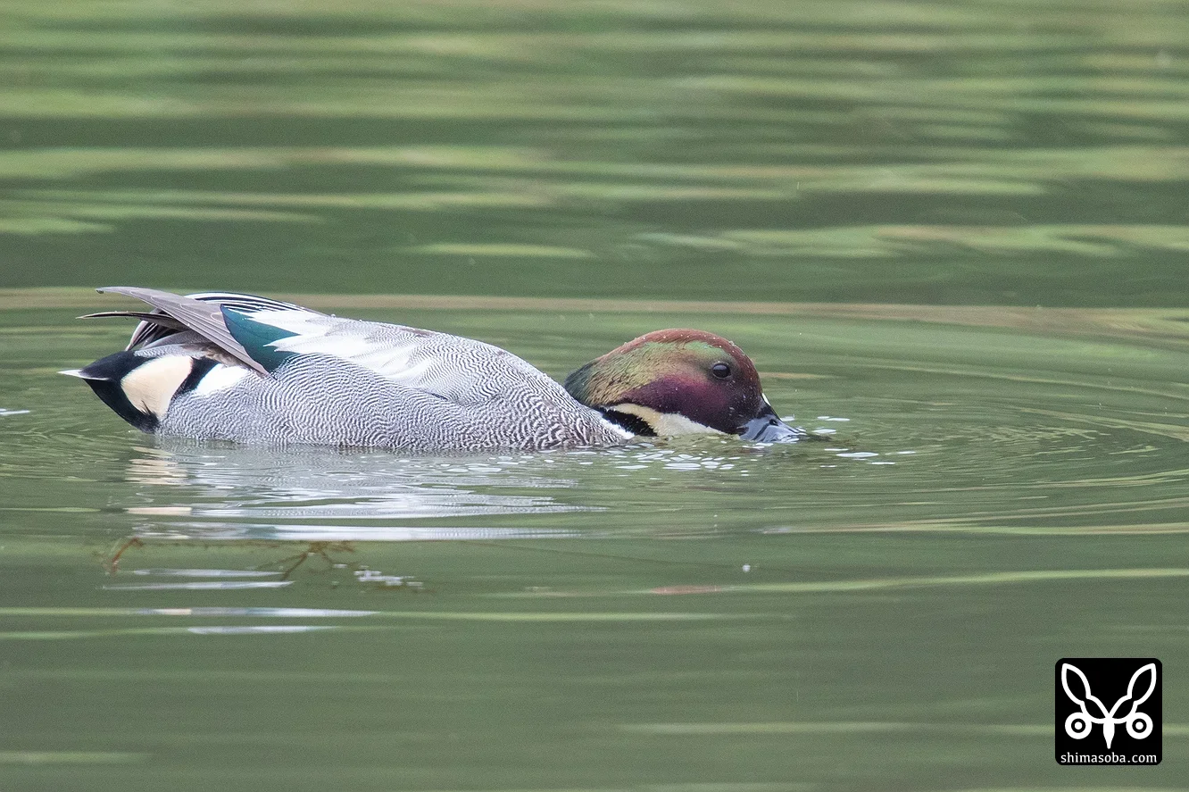 ヨシガモ