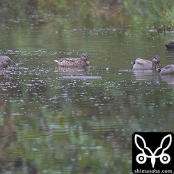 池の奥の方にはオカヨシガモが数羽。