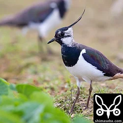 タゲリ