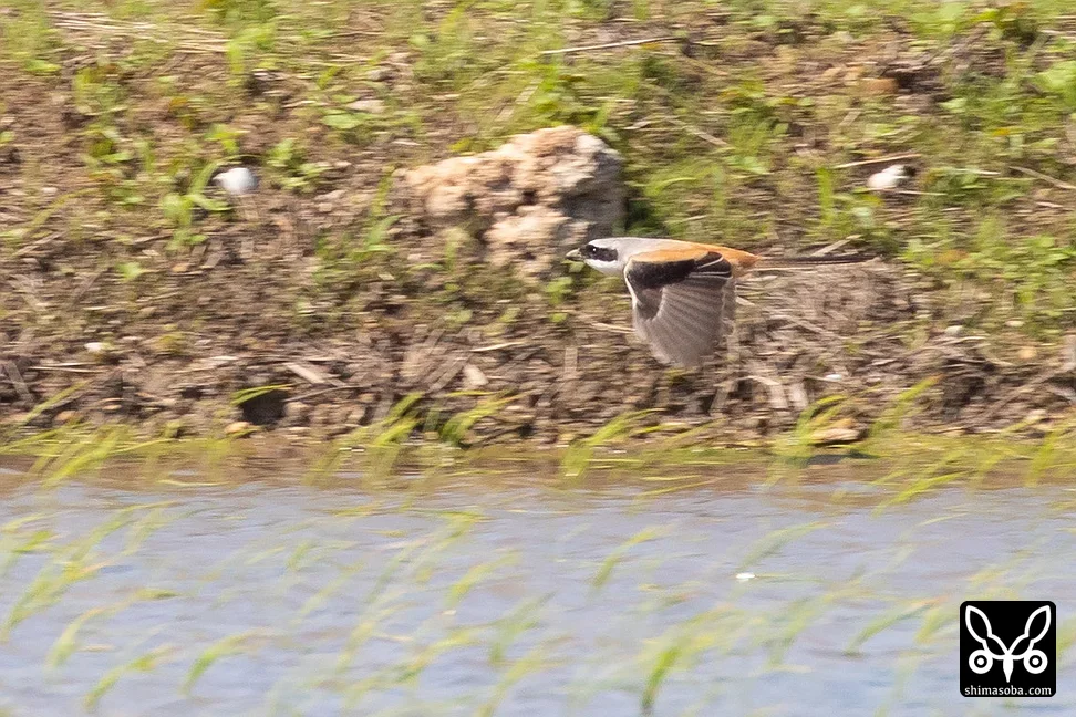 タカサゴモズ