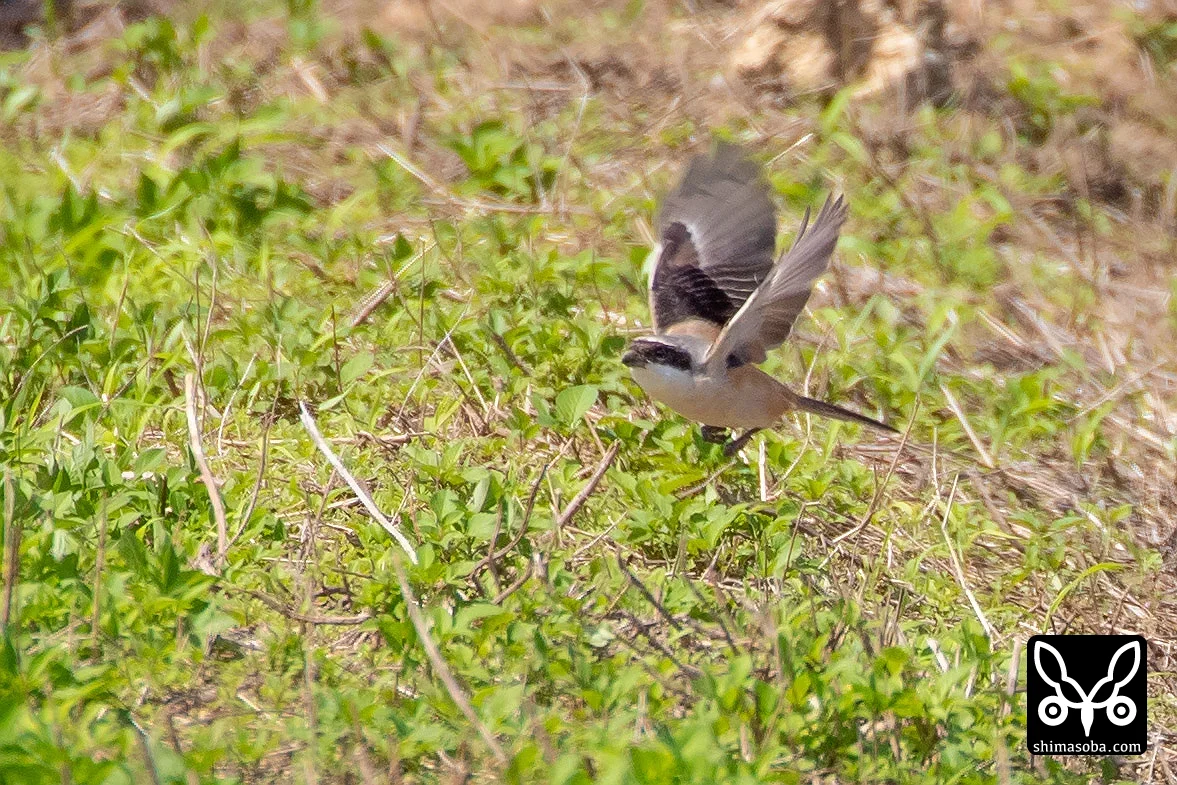 タカサゴモズ