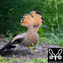 ヤツガシラは、しばらくじっとしていましたが見事な換羽を広げひと伸びすると獲物を求めて地面をつつき始めました。