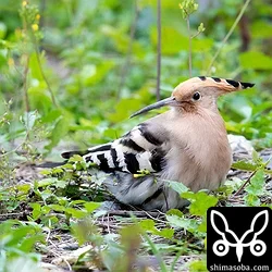 発見時のヤツガシラ。長旅の疲労が溜まっているようでしばらくはこの態勢で動かなかった。