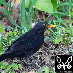 クロウタドリは美しいオスの成鳥でした。