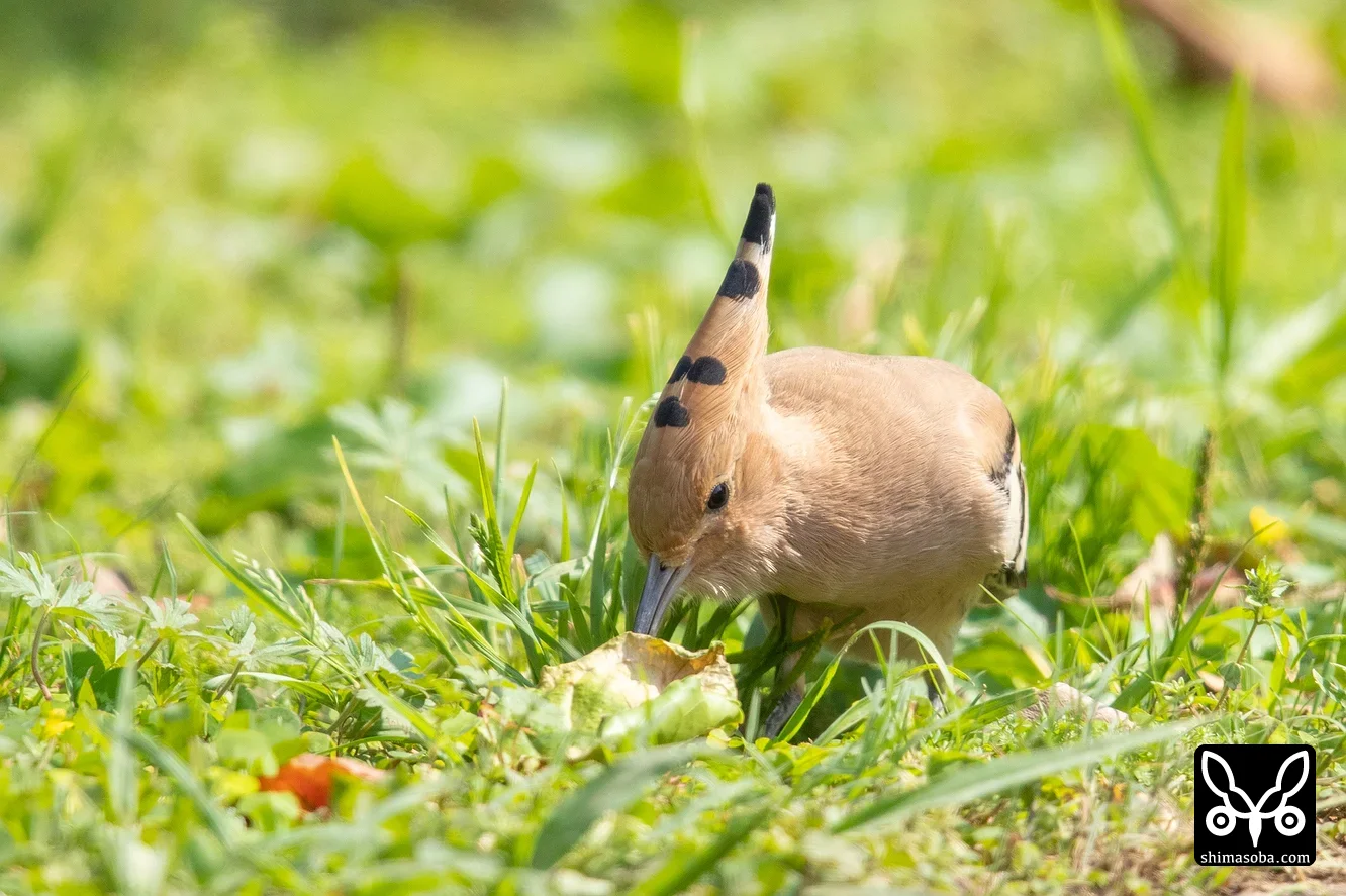 ヤツガシラ