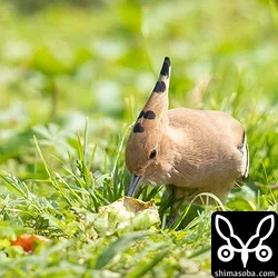 ヤツガシラ