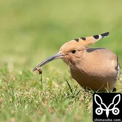 ヤツガシラ
