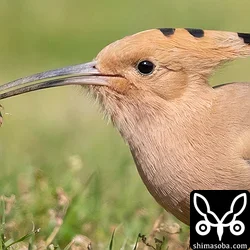 ヤツガシラ