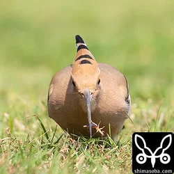 ヤツガシラ