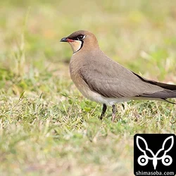 ツバメチドリ