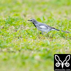 ツバメチドリと同じ芝生で数羽のハクセキレイとともにいたタイワンハクセキレイ第1回冬羽から夏羽へ換羽中。