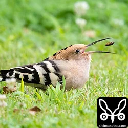 ヤツガシラ