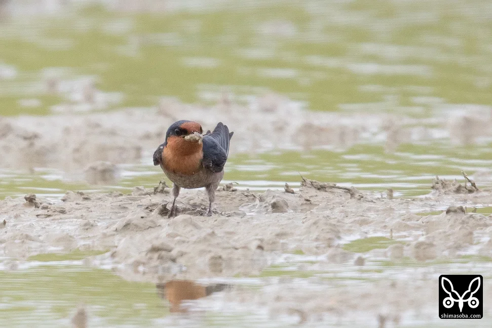 リュウキュウツバメ