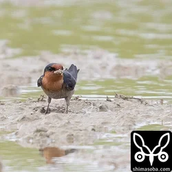 リュウキュウツバメ