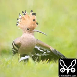 ヤツガシラ