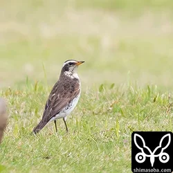 今季初のツグミ。沖縄的珍鳥。^^