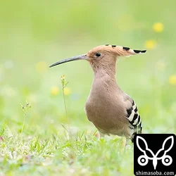 ヤツガシラ