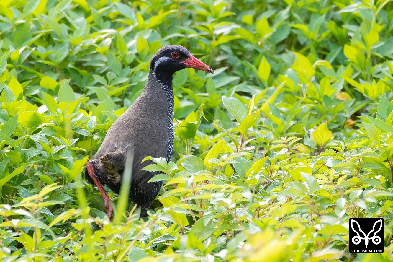 ヤンバルクイナ