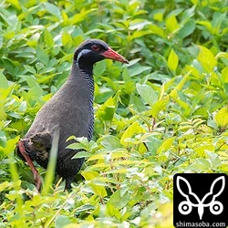 ヤンバルクイナ