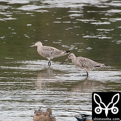 三角池には珍しいお客のオオソリハシシギが2羽飛来していました。海以外で見たのは初めてかも。