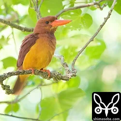 リュウキュウアカショウビン