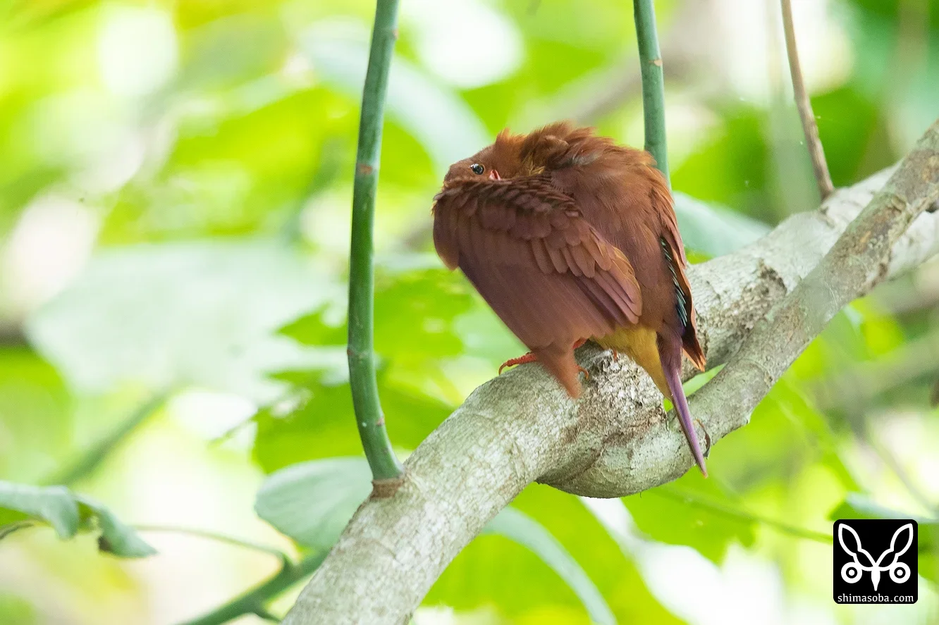 リュウキュウアカショウビン