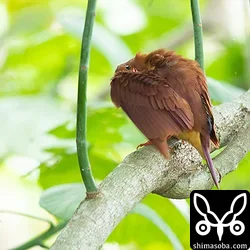 リュウキュウアカショウビン