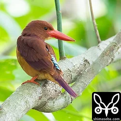 リュウキュウアカショウビン