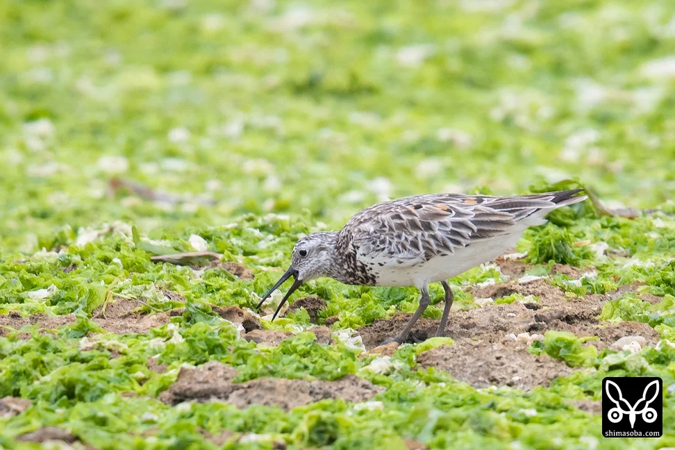 オバシギ