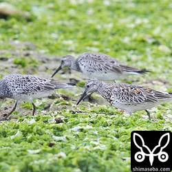 近所の海岸と農耕地で鳥見