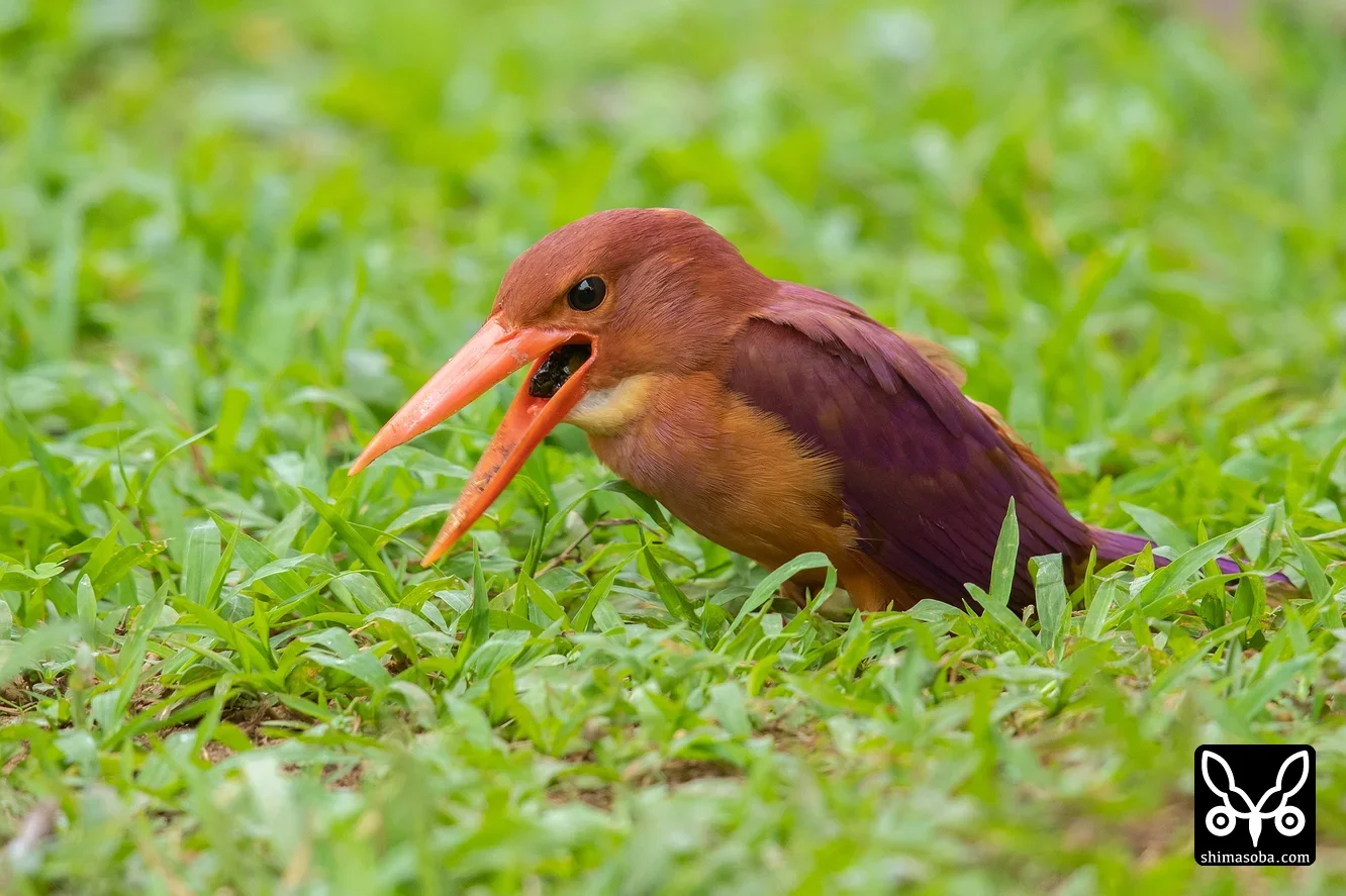 リュウキュウアカショウビン