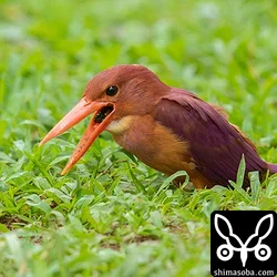 リュウキュウアカショウビン