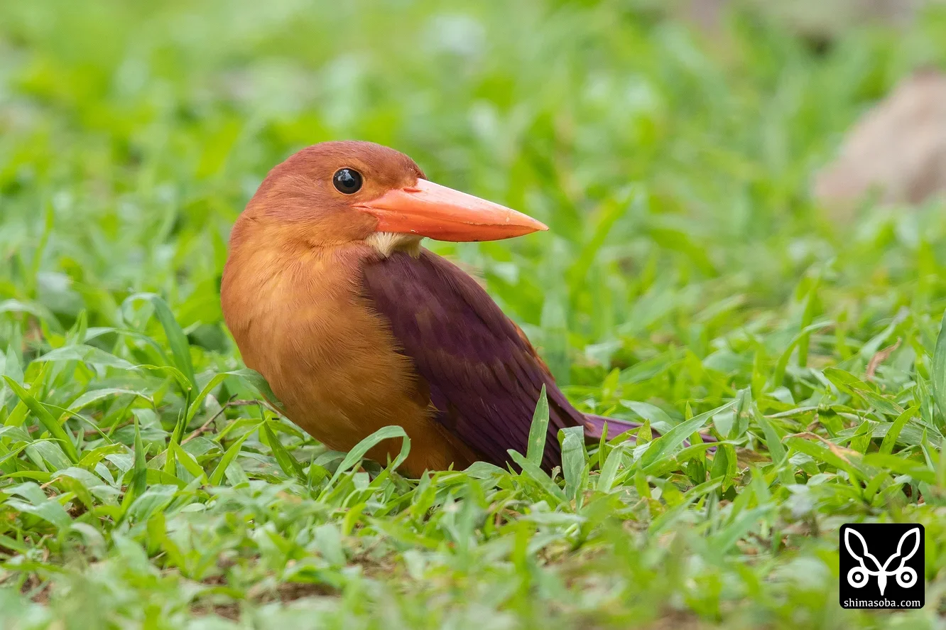 リュウキュウアカショウビン