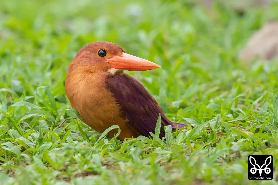 リュウキュウアカショウビン
