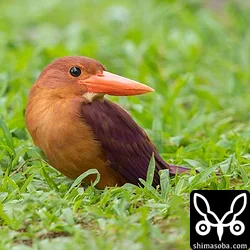リュウキュウアカショウビン