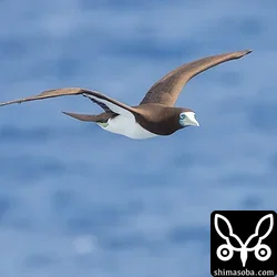 カツオドリ成鳥オス。オスが多かったです。メスは島に残って抱卵しているのでしょうか?