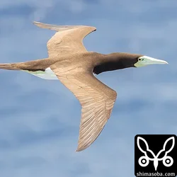 カツオドリのメス成鳥。ほぼ翼竜ですね。