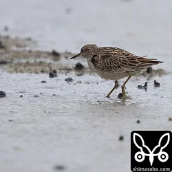 ウズラシギ