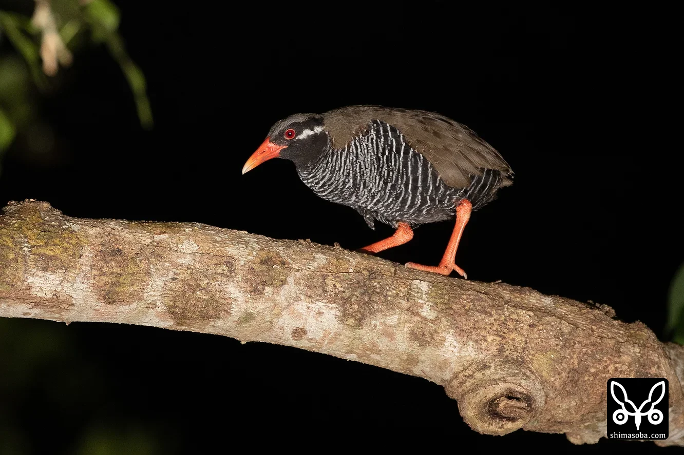ヤンバルクイナ