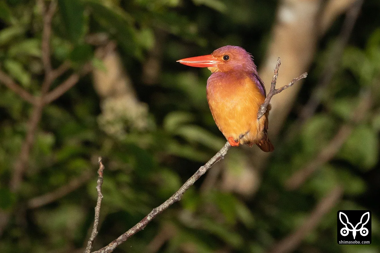 リュウキュウアカショウビン